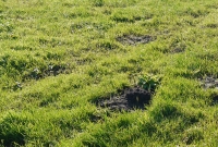 Moorboden wird als Weidefläche genutzt